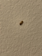 Dermestidae