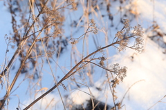 Valeriana officinalis