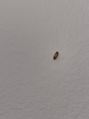 Dermestidae