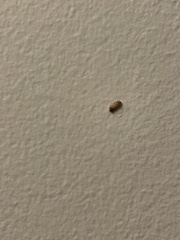Dermestidae