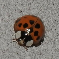 Harmonia axyridis