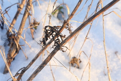 Valeriana officinalis