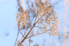 Valeriana officinalis