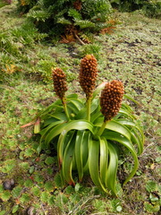 Bulbinella rossii