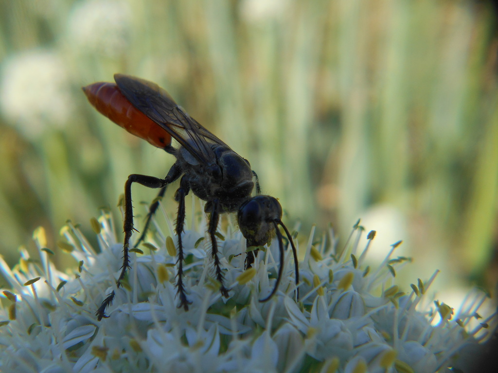 Sphex oxianus