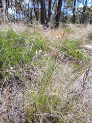 Austrostipa elegantissima