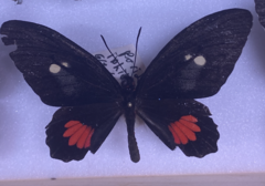 Parides iphidamas