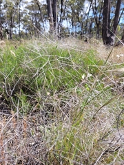 Austrostipa elegantissima