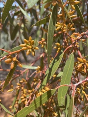 Eucalyptus oleosa oleosa