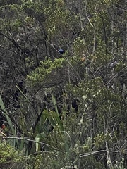 Iridosornis rufivertex