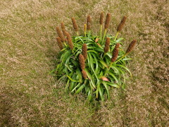 Bulbinella rossii