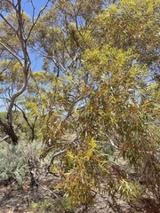 Eucalyptus oleosa oleosa