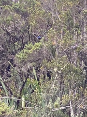 Iridosornis rufivertex