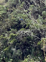 Iridosornis rufivertex