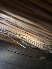 Trachylepis punctatissima