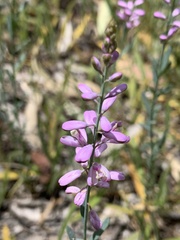 Comesperma polygaloides