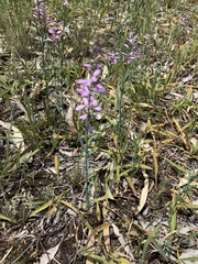 Comesperma polygaloides