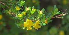 Hibbertia cuneiformis
