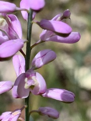 Comesperma polygaloides