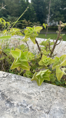 Coleus amboinicus