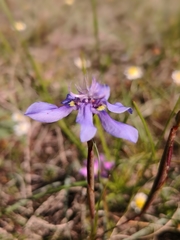 Moraea lugubris