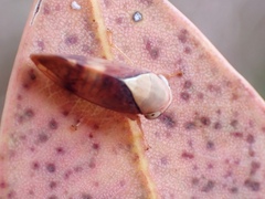 Brunotartessus fulvus