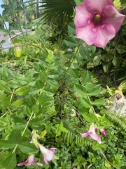 Allamanda blanchetii