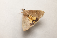 Hypocala deflorata