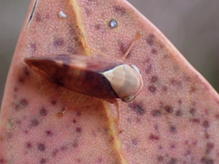 Brunotartessus fulvus