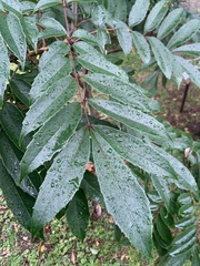 Meliosma rhoifolia