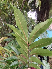 Meliosma rhoifolia