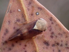 Brunotartessus fulvus