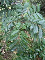 Meliosma rhoifolia