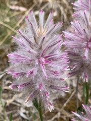 Ptilotus semilanatus