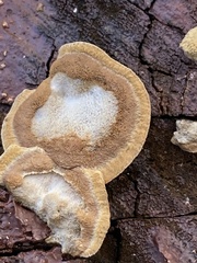 Fuscoporia gilva
