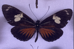 Heliconius doris