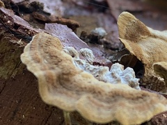 Fuscoporia gilva