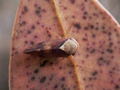 Brunotartessus fulvus