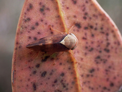 Brunotartessus fulvus