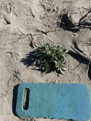 Stillingia spinulosa