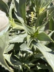 Stillingia spinulosa