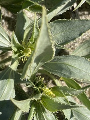 Stillingia spinulosa