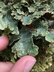 Yarrumia colensoi