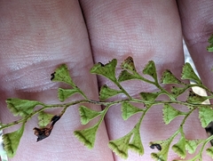 Lindsaea microphylla