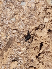 Nyssus albopunctatus