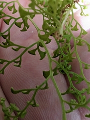 Lindsaea microphylla