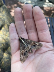 Sphingomorpha chlorea