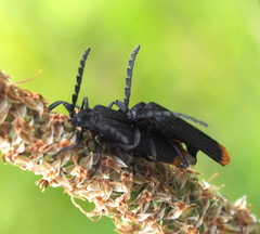 Diatrichalus funereus