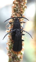 Diatrichalus funereus