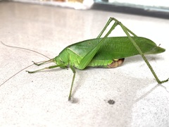Holochlora bilobata
